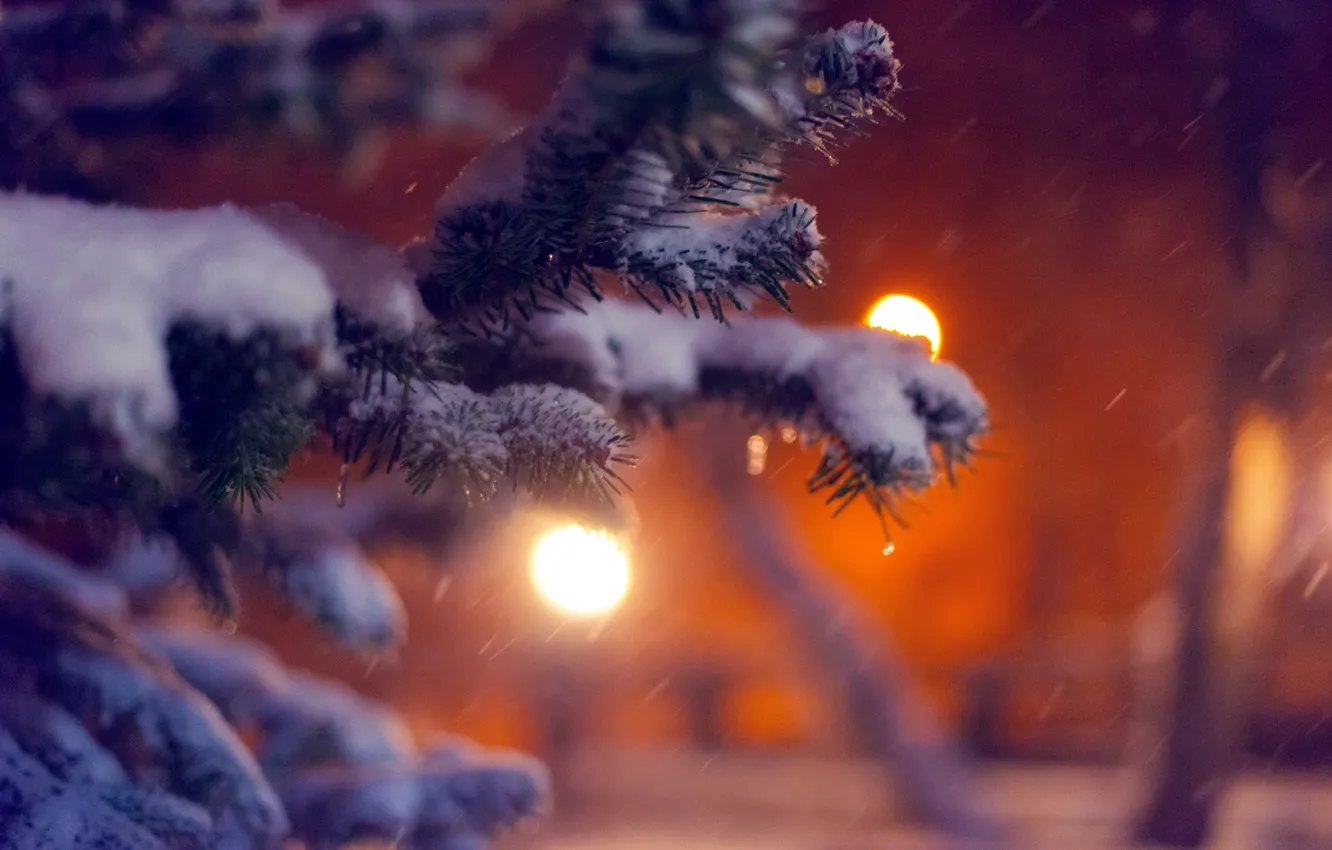 Фото обои зима, макро, снег, природа, огни, дерево, елка, ель