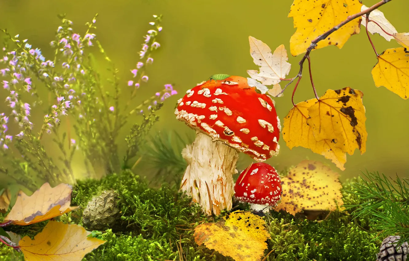 Фото обои осень, трава, листья, макро, природа, грибы, мох, ветка