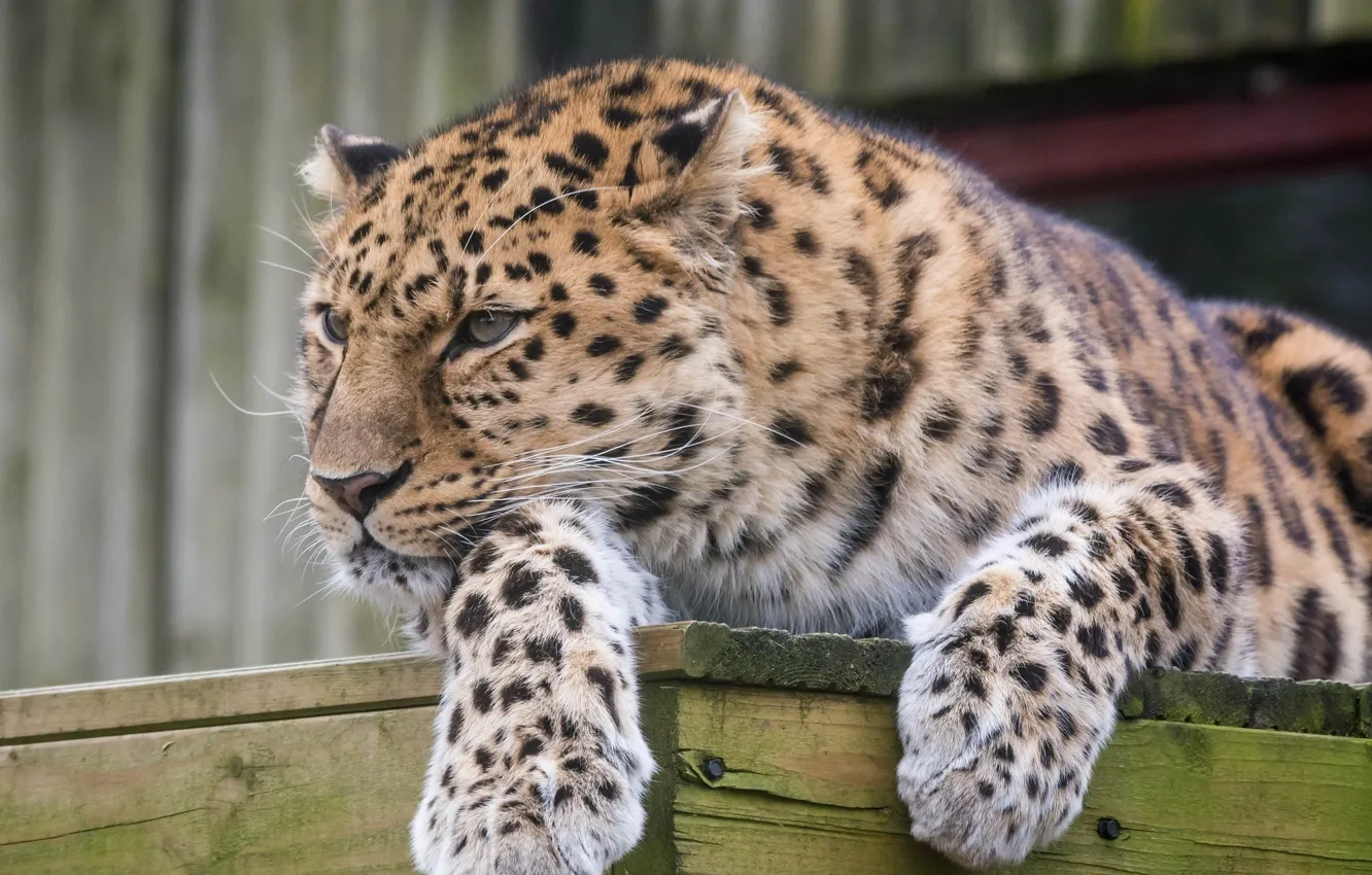 Фото обои морда, отдых, хищник, лапы, дикая кошка, амурский леопард