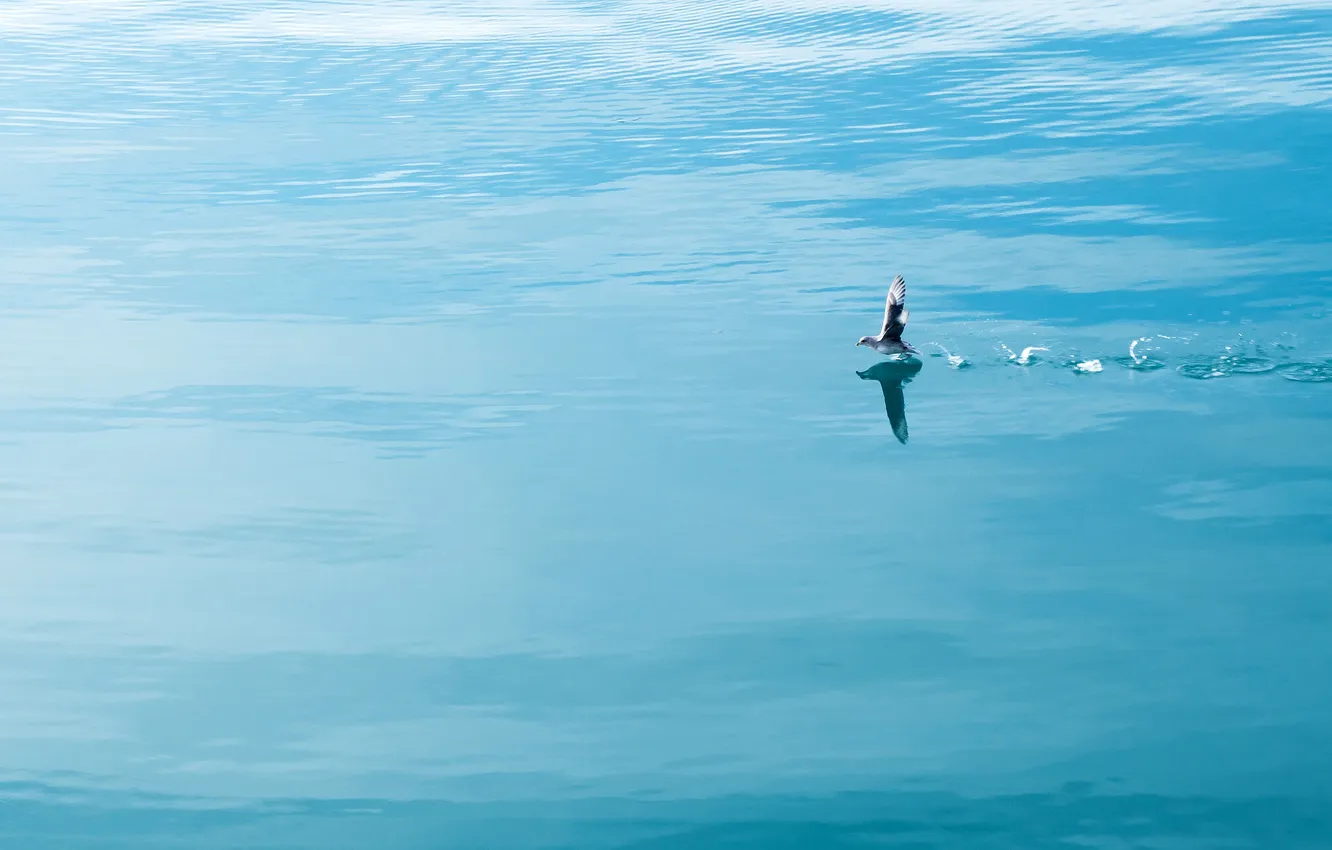 Фото обои океан, птица, Арктика