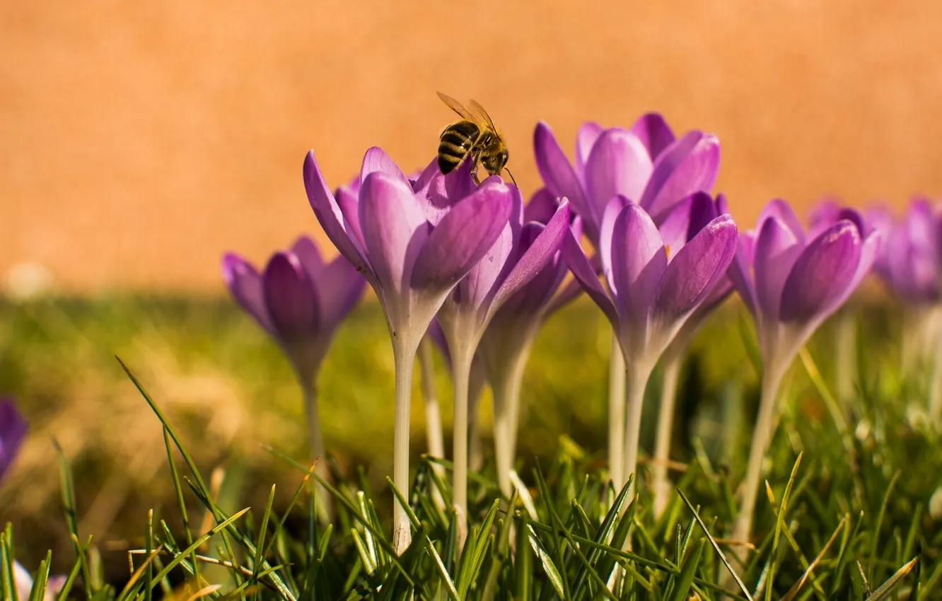 Фото обои пчела, весна, крокусы