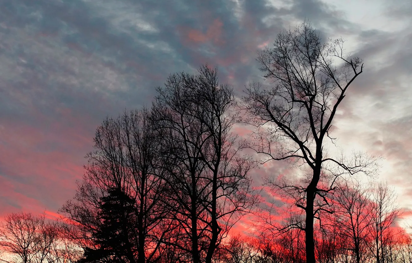 Фото обои осень, небо, облака, деревья, закат