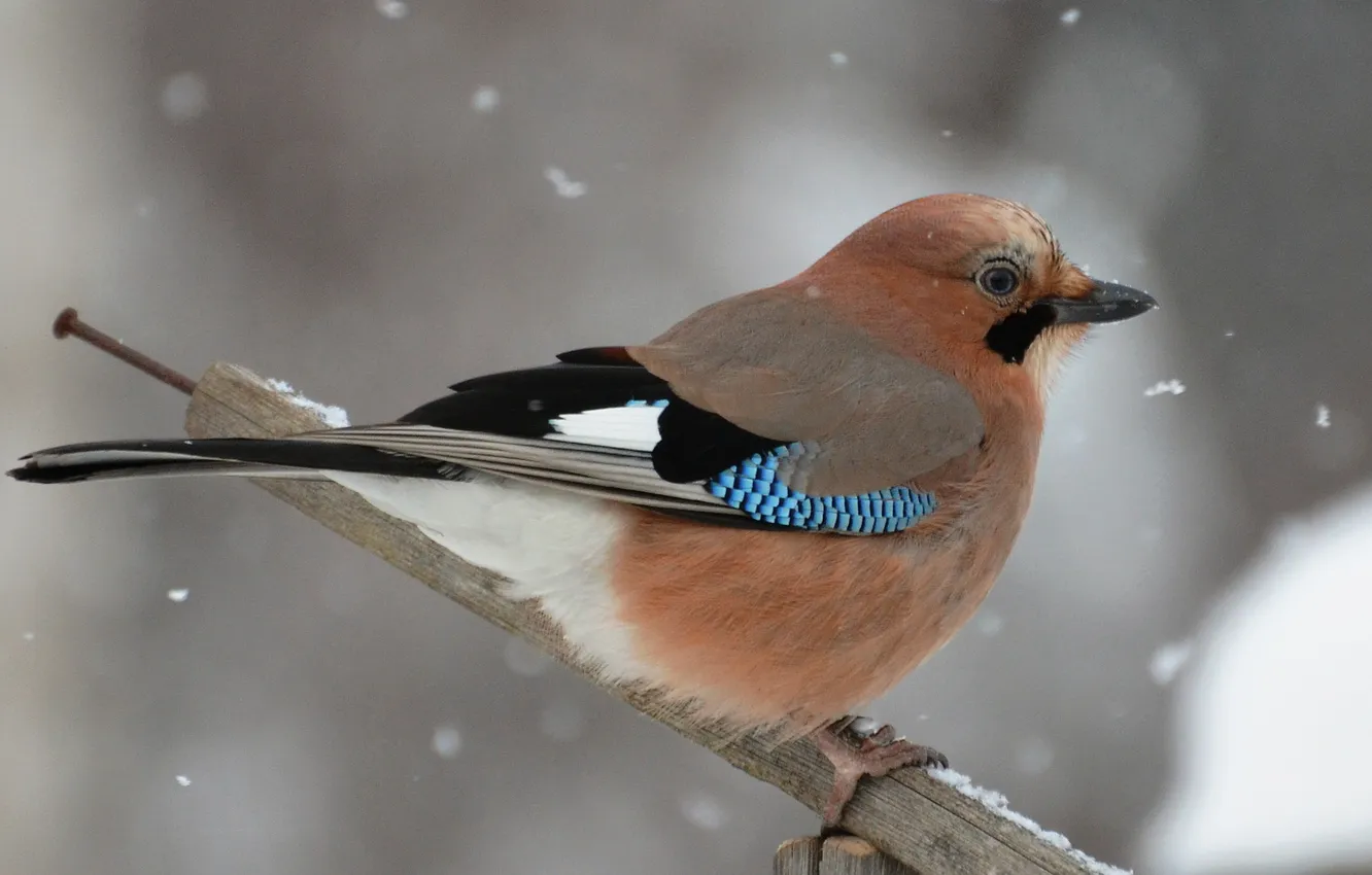 Фото обои зима, снег, птица, сойка, перекладина