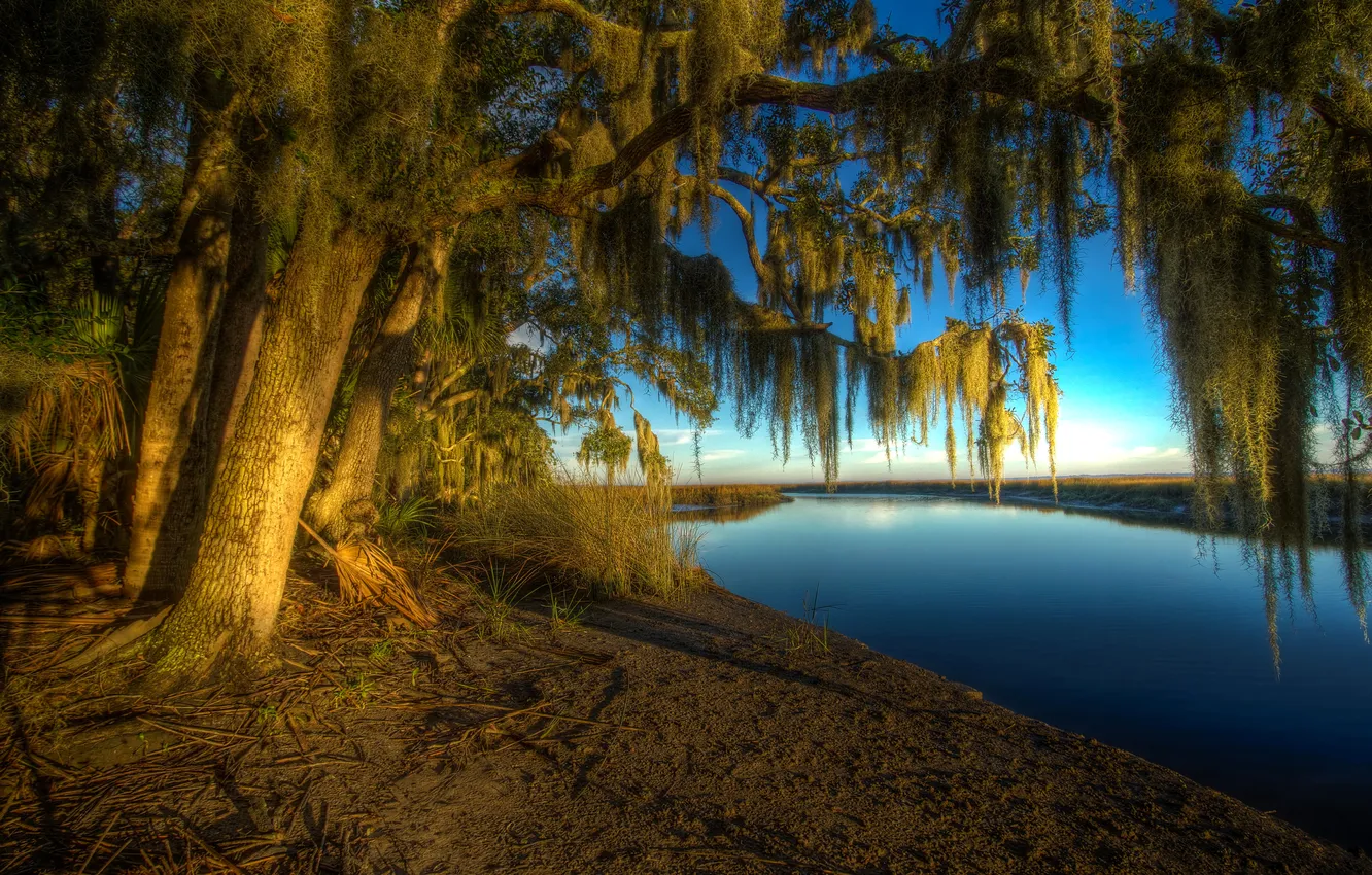 Фото обои солнце, деревья, ветки, река, берег, США, Georgia, Bryan