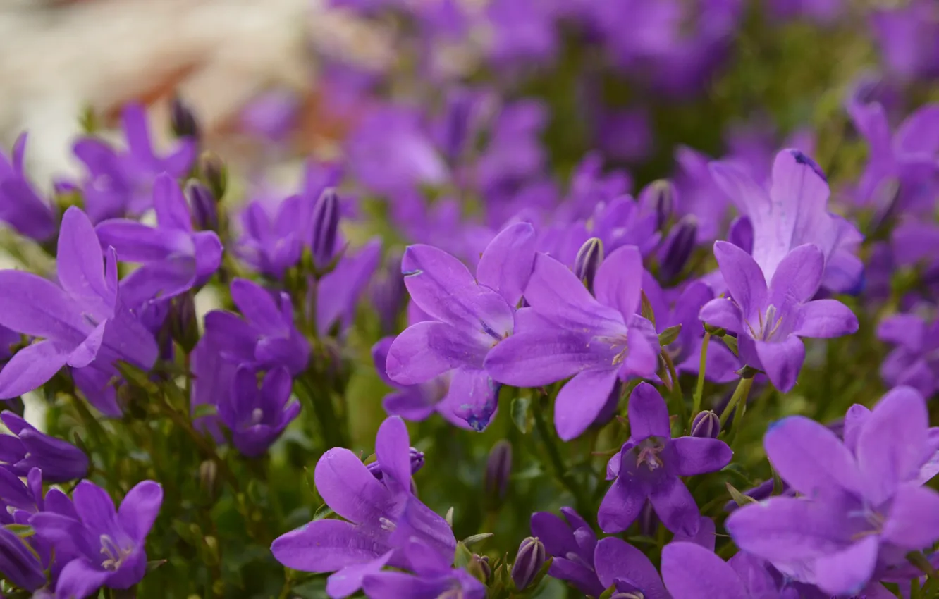 Фото обои Flowers, Боке, Фиолетовые цветы, Purple flowers