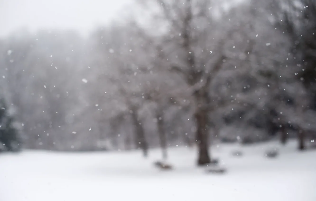 Фото обои зима, снег, снежинки, природа, фокус