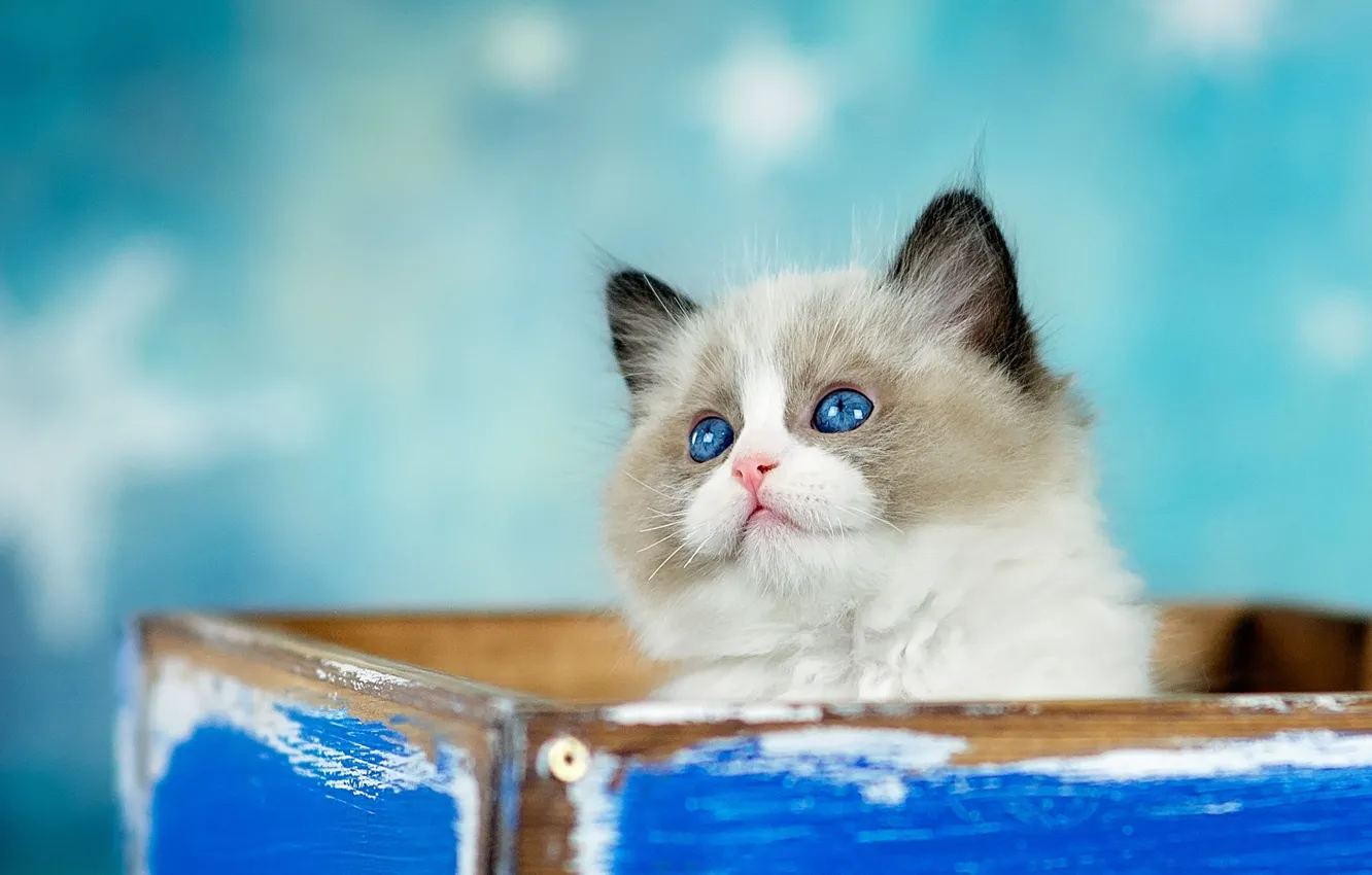 Фото обои кошка, взгляд, котенок, фон, коробка, голубой, пушистый, ящик