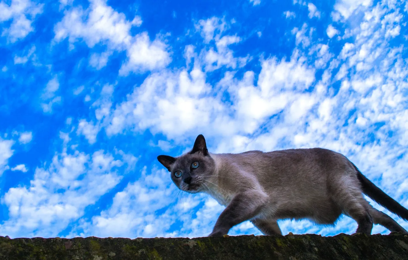 Фото обои кошка, небо, облака