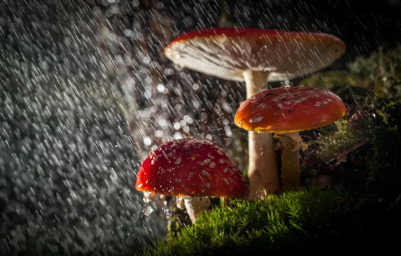 Фото обои лес, капли, макро, свет, природа, дождь, грибы, мухоморы