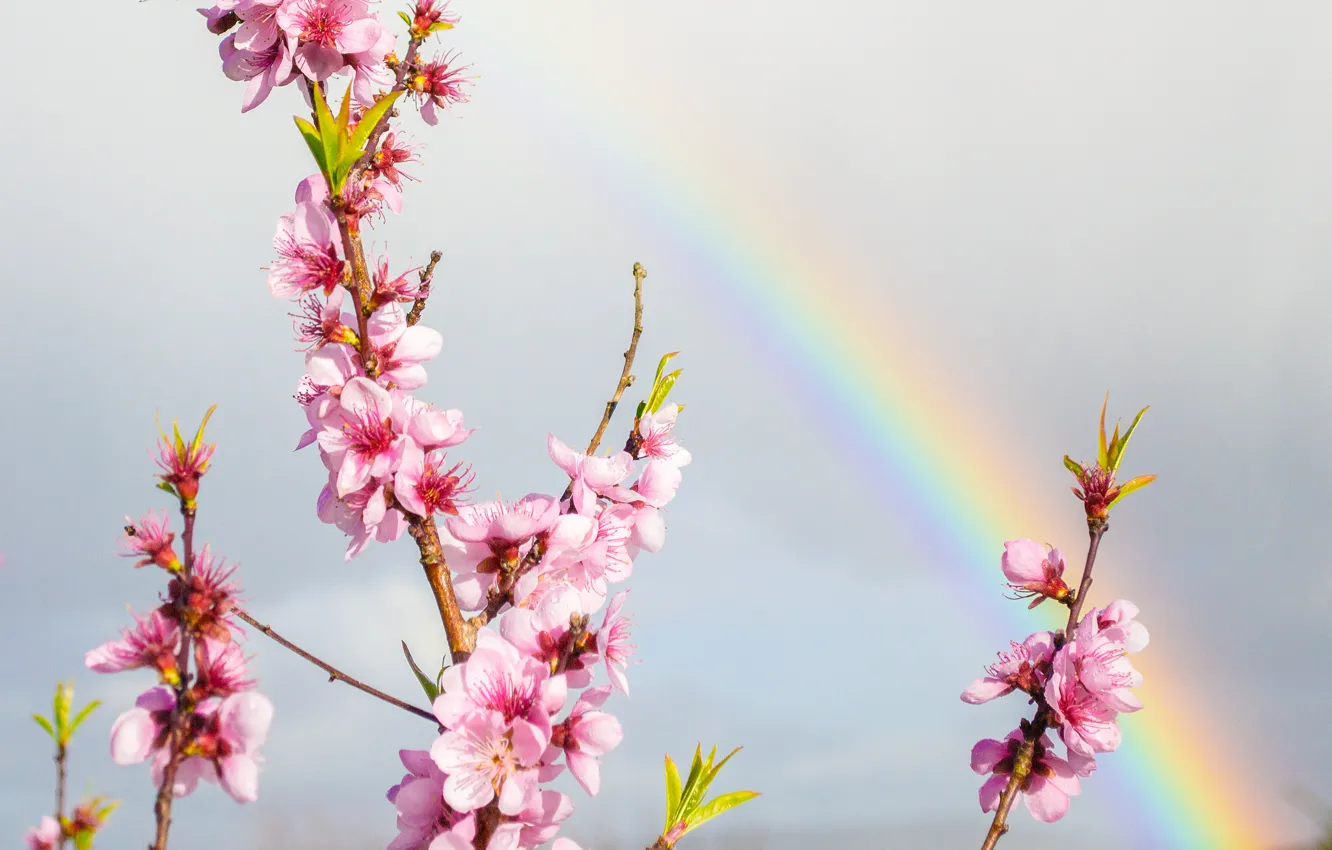Фото обои небо, цветы, радуга, ветка, весна, сад