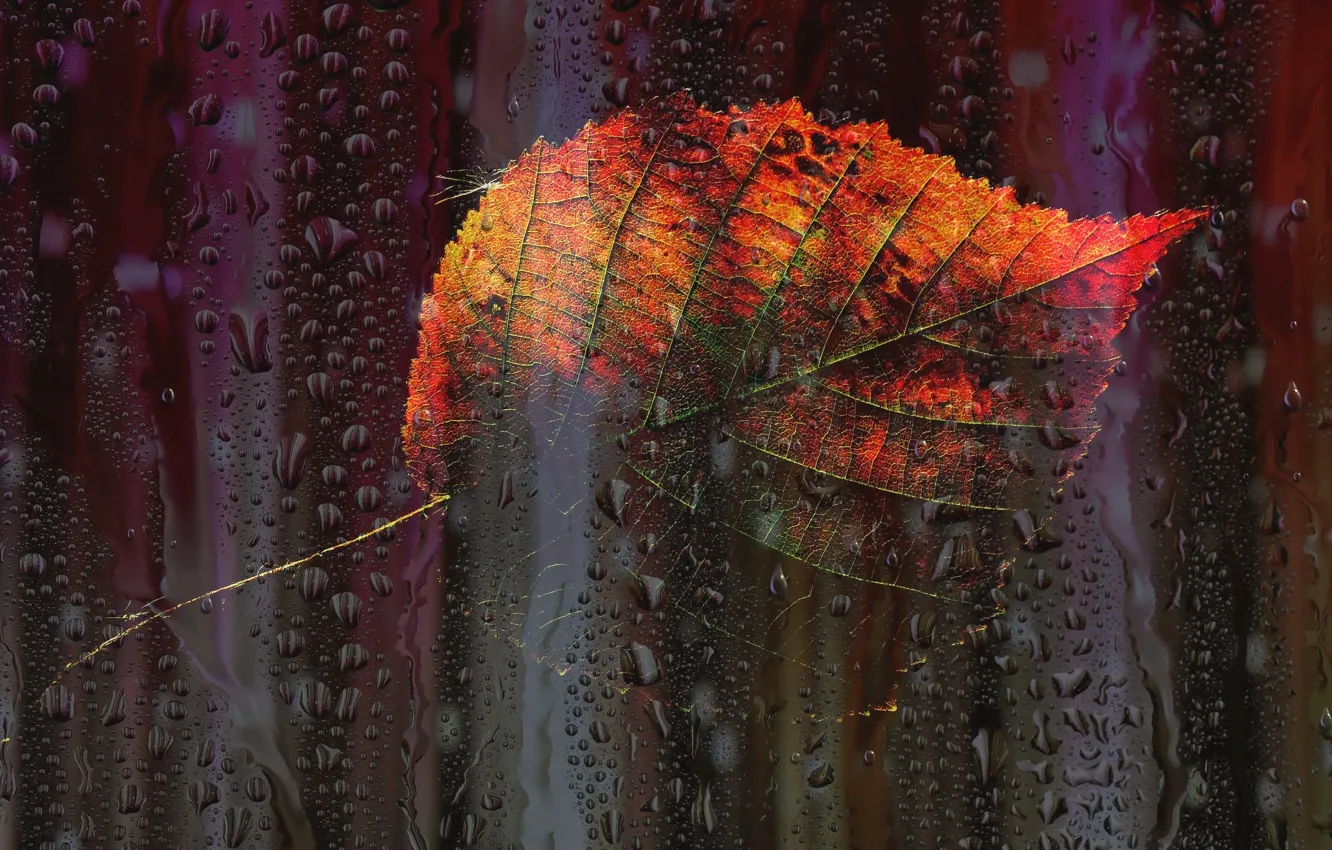 Фото обои осень, капли, листок, окно