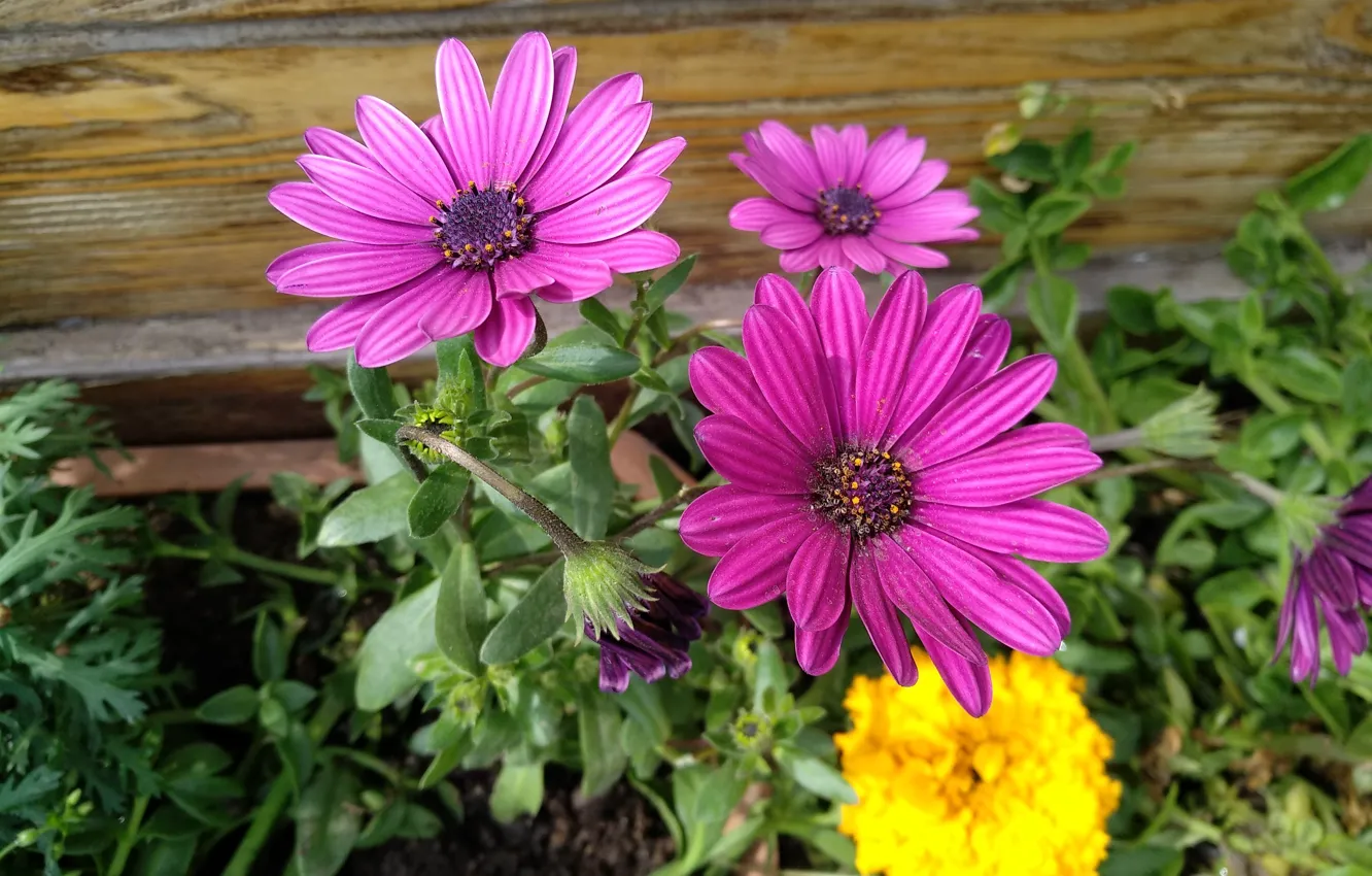 Фото обои Цветочки, Flowers, Colors, Остеоспермум