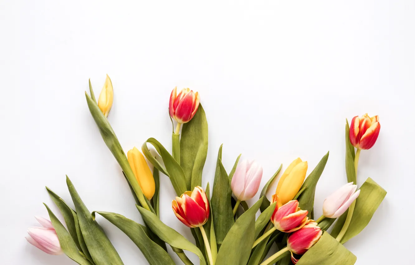 Фото обои цветы, colorful, тюльпаны, fresh, flowers, tulips, spring, multicolored