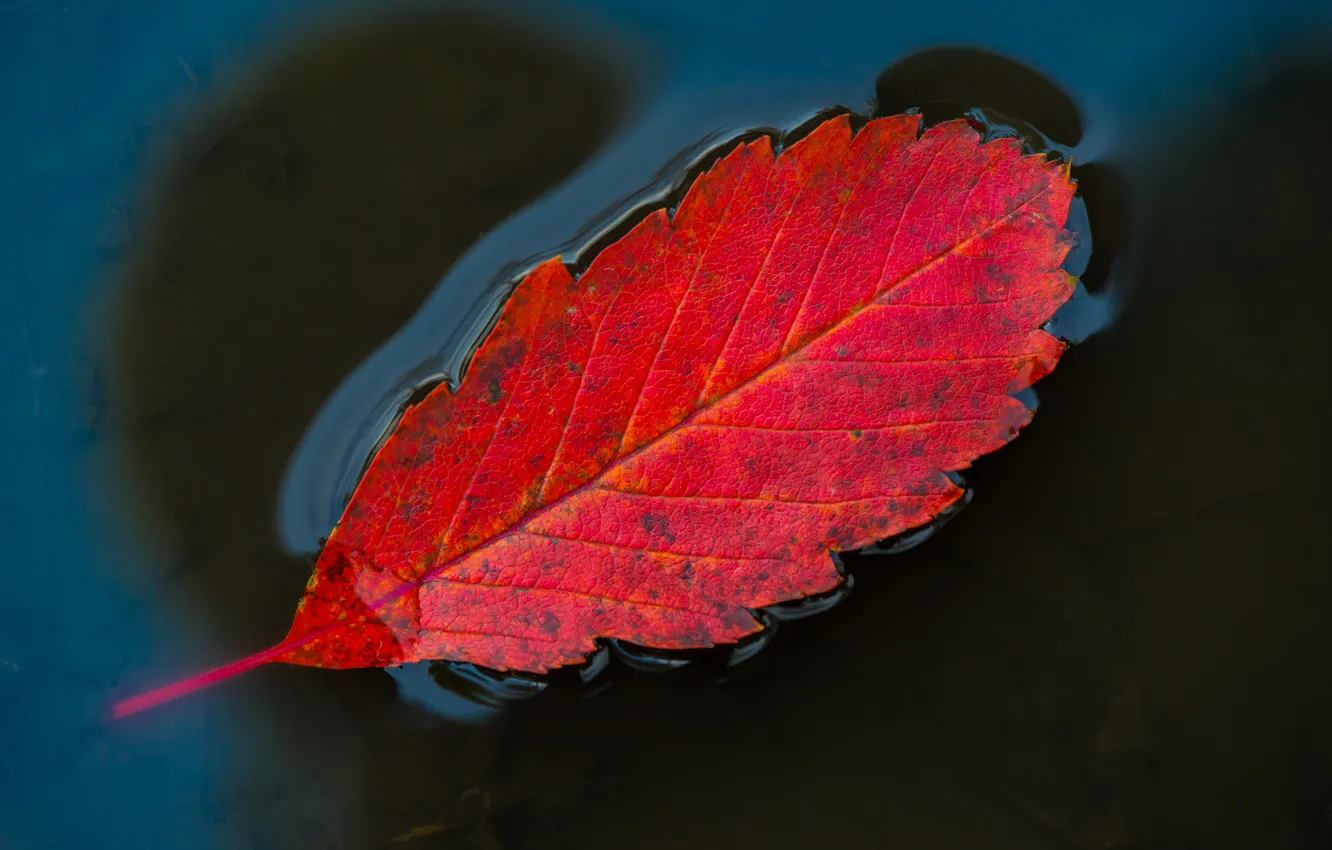Фото обои осень, вода, лист