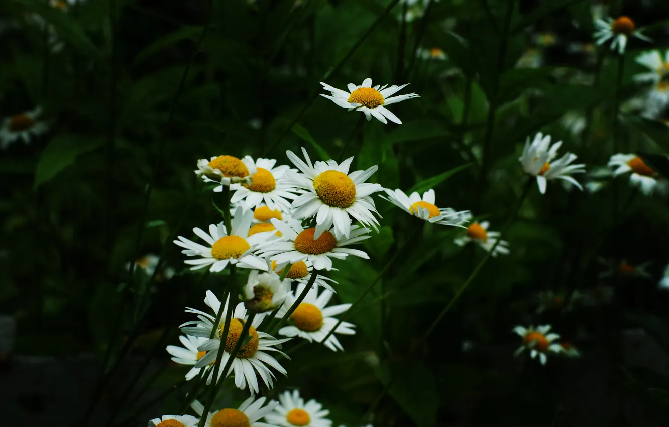 Фото обои лето, ромашки, белые цветы, гадание
