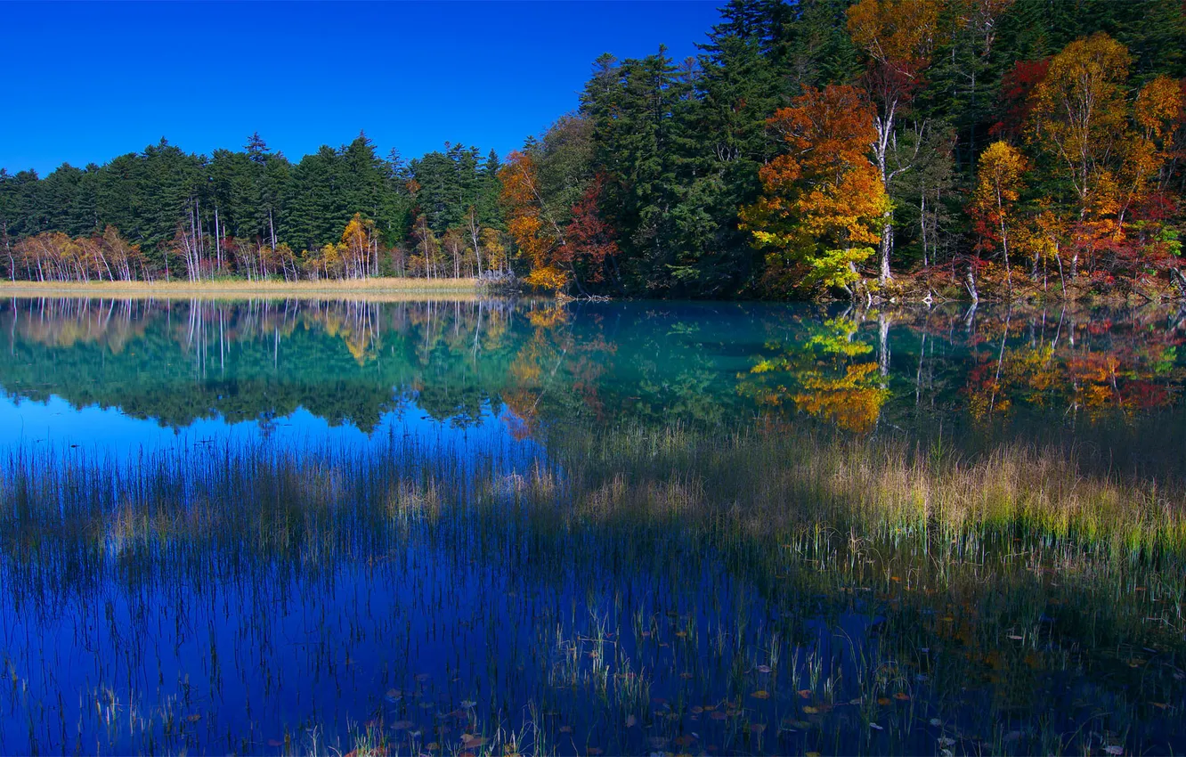 Фото обои осень, лес, озеро, Япония