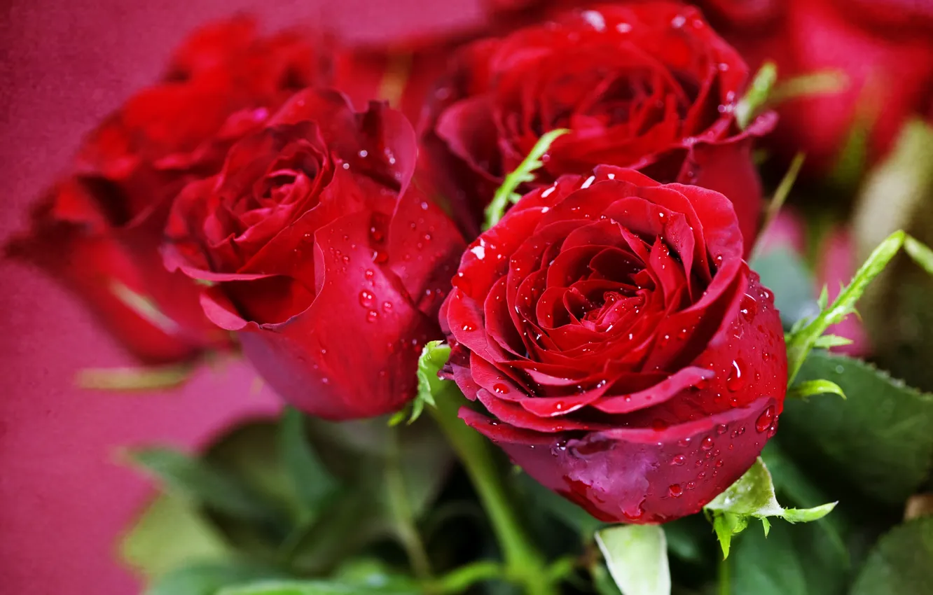Фото обои цветы, капельки, розы, букет, flowers, drops, bouquet, roses