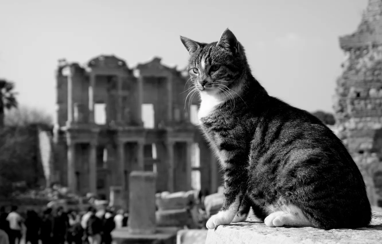 Фото обои кошка, кот, чёрно-белая, развалины, монохром, Турция, котейка, Эфес