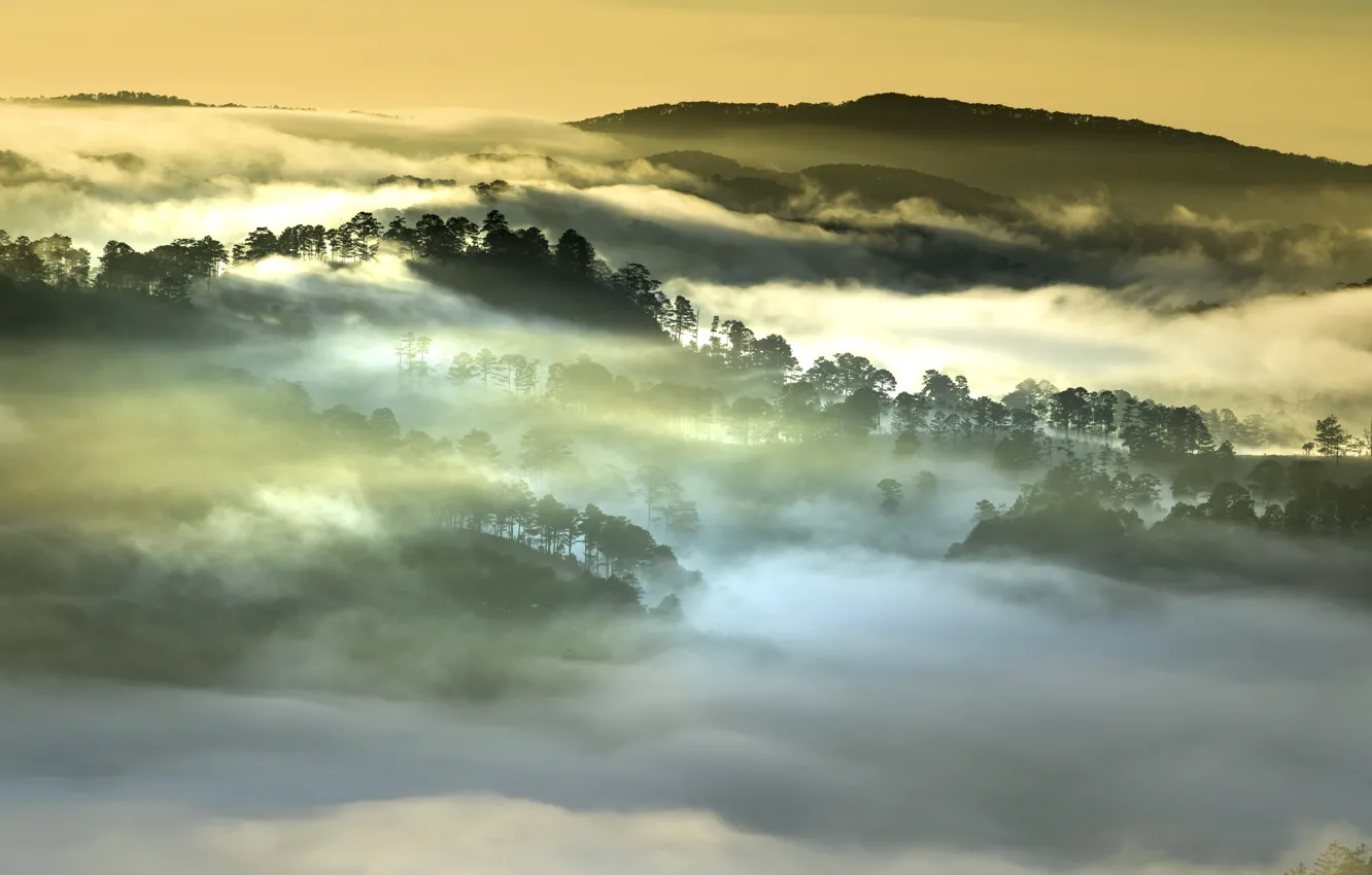 Фото обои лес, облака, горы, туман, утро