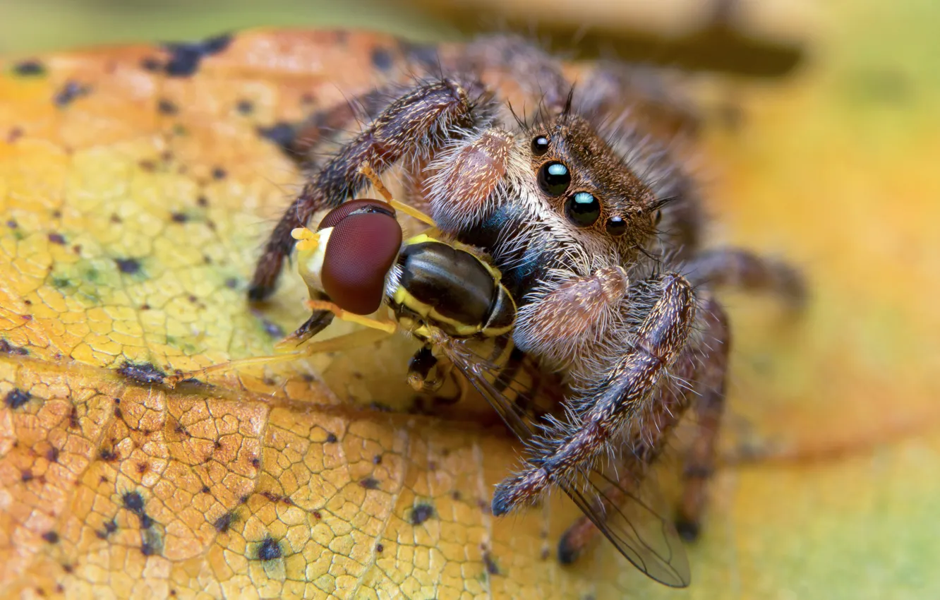 Фото обои макро, желтый, фон, листок, паук, хищник, насекомое, добыча