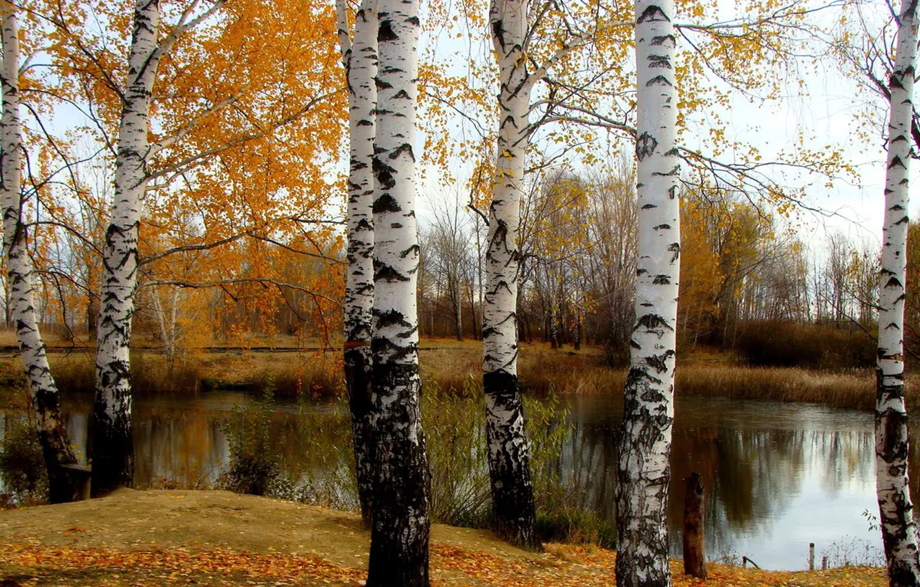 Фото обои осень, река, листопад, берёзы, авторское фото Елена Аникина, притамбовье