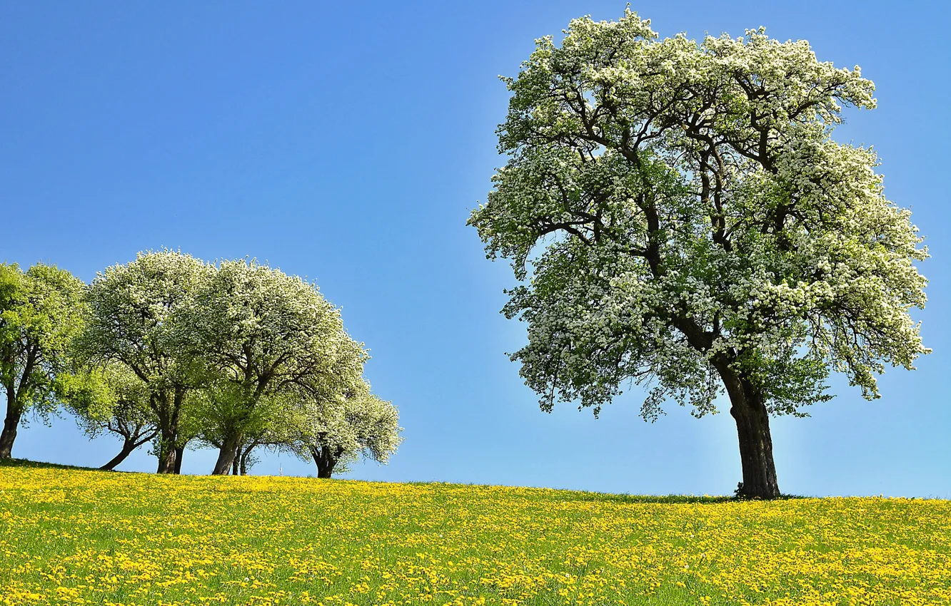 Фото обои деревья, цветы, поляна, Природа, весна