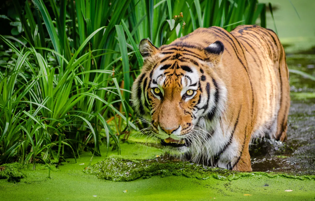 Фото обои трава, тигр, купание, водоем