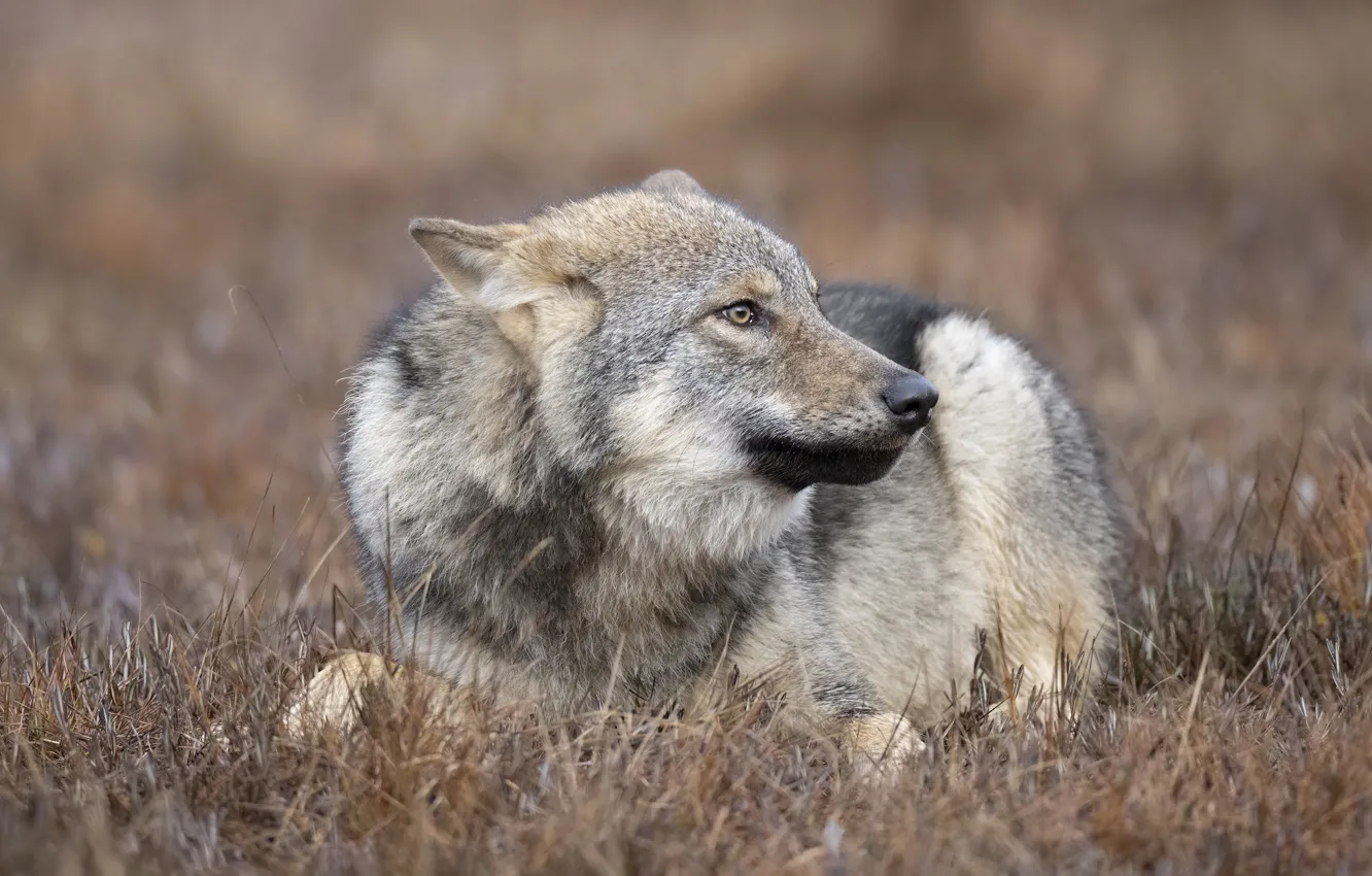 Фото обои трава, взгляд, морда, поза, серый, поляна, волк, лежит