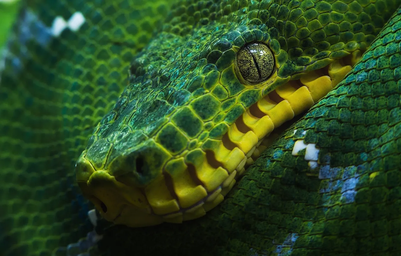Фото обои змея, удав, зелёный древесный удав
