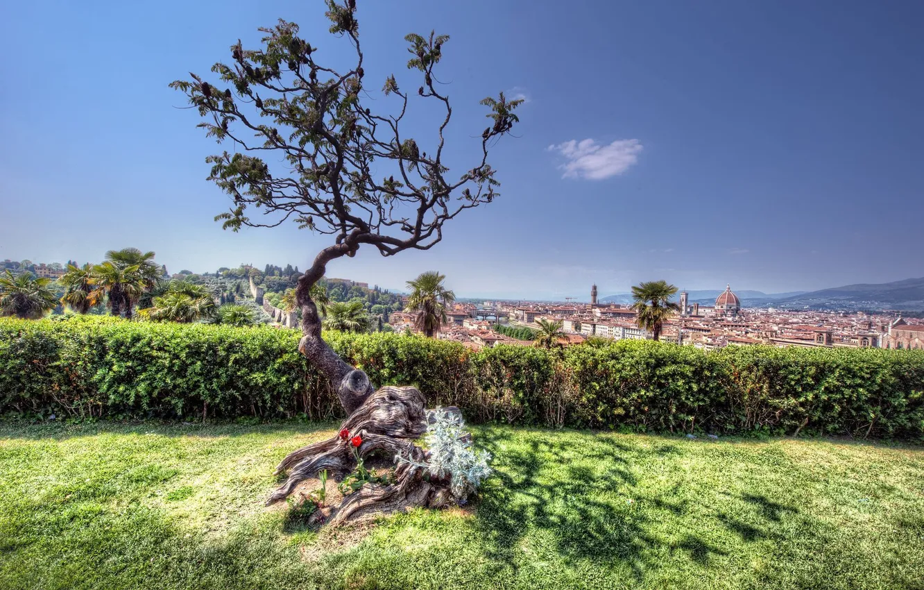 Фото обои деревья, город, Италия, Флоренция, Italy, Florence