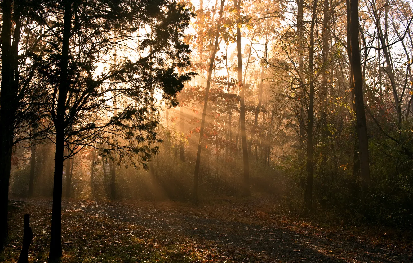 Фото обои осень, лучи, свет, природа, утро