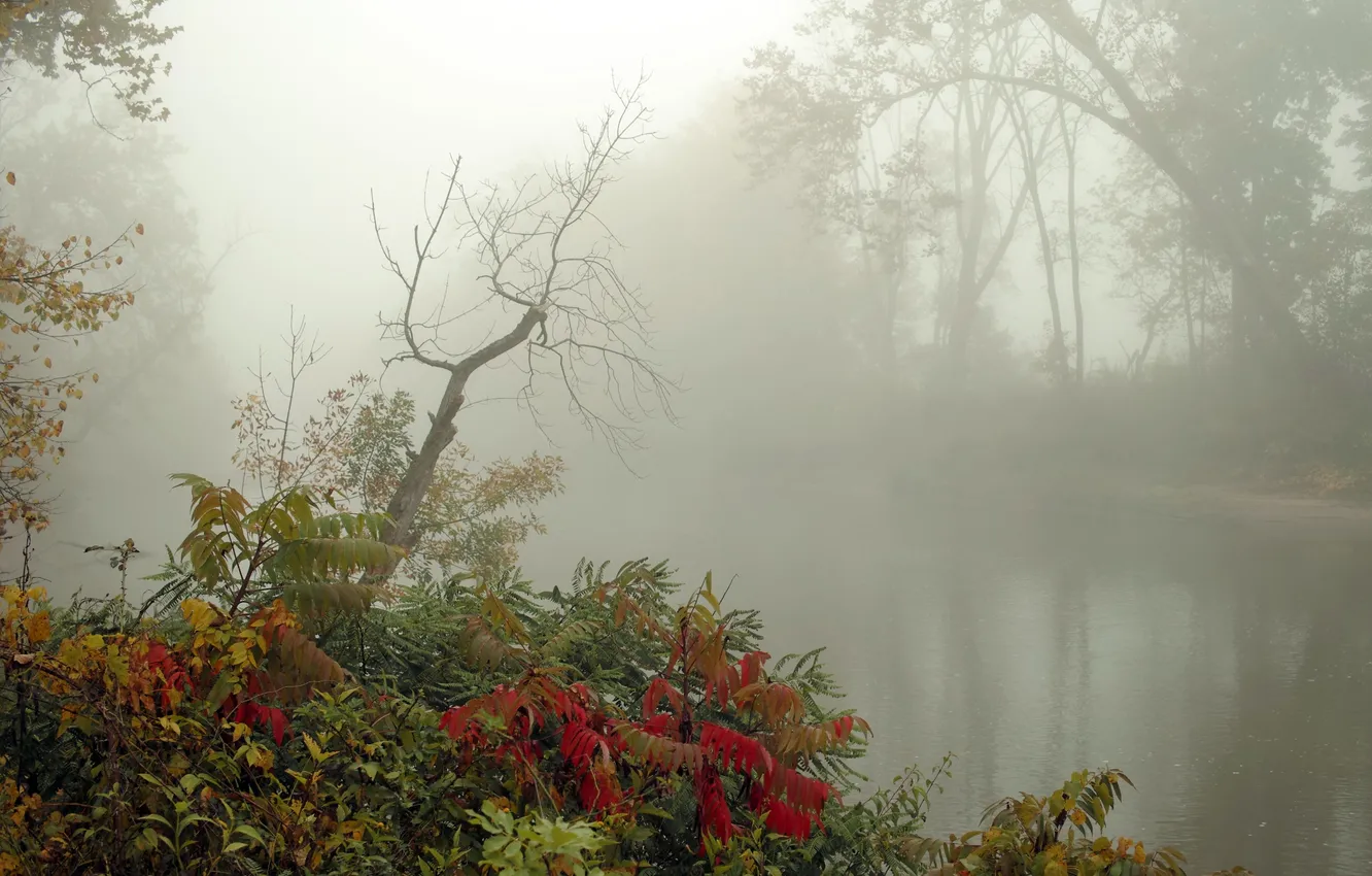 Фото обои осень, туман, река