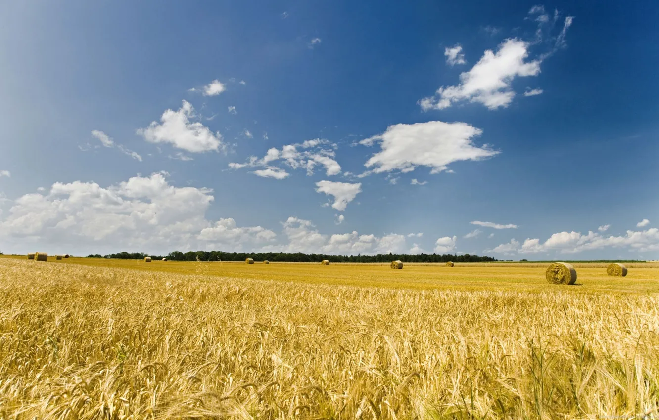Фото обои wallpaper, nature, farm