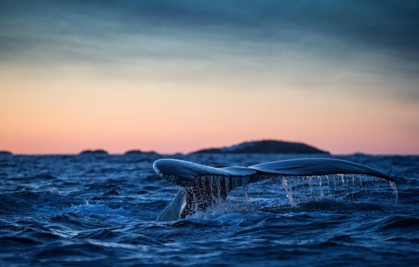 Фото обои хвост, Атлантический океан, горбатый кит