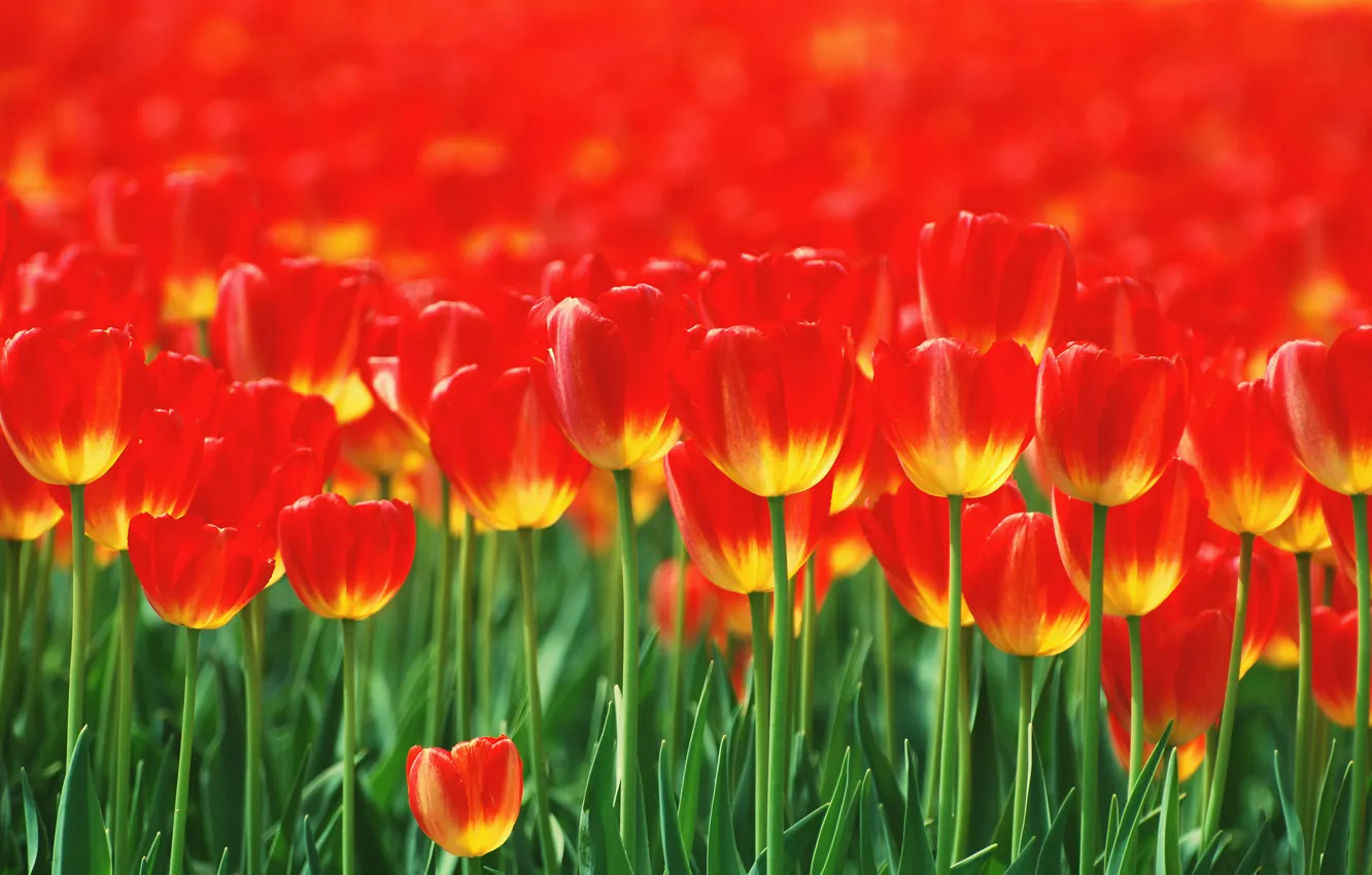 Фото обои цветы, тюльпаны, красные, клумба