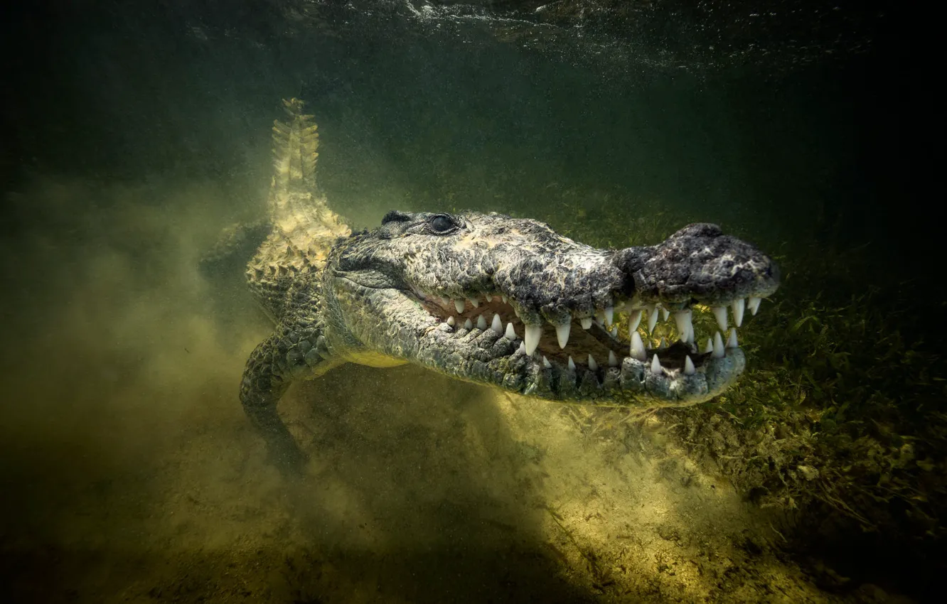 Фото обои река, крокодил, пасть, плавание