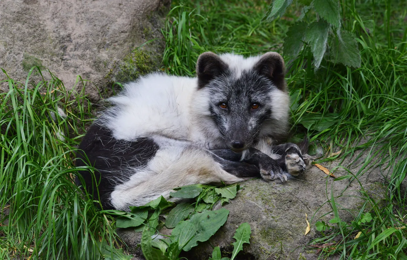 Фото обои трава, взгляд, морда, природа, поза, камни, лиса, лежит