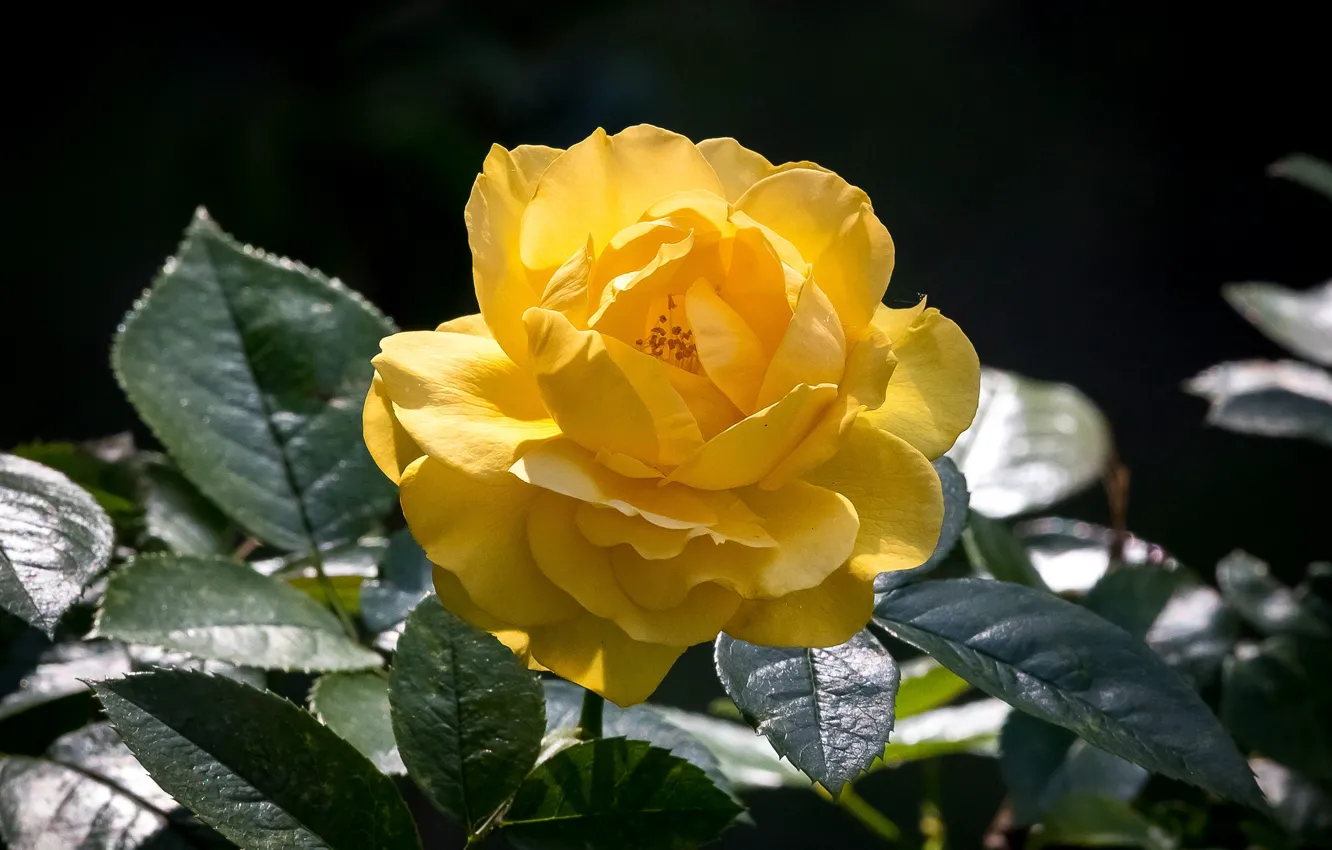 Фото обои цветок, желтый, Роза, цветение