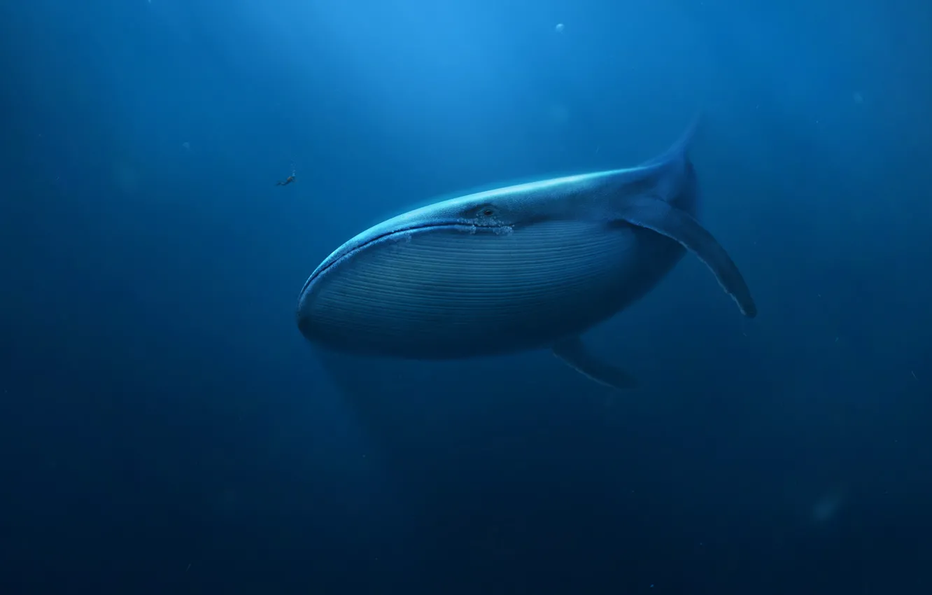 Фото обои море, человек, арт, кит, под водой, акваланг, гигантский