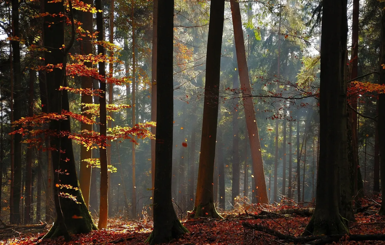 Фото обои осень, лес, свет, деревья, стволы, листва