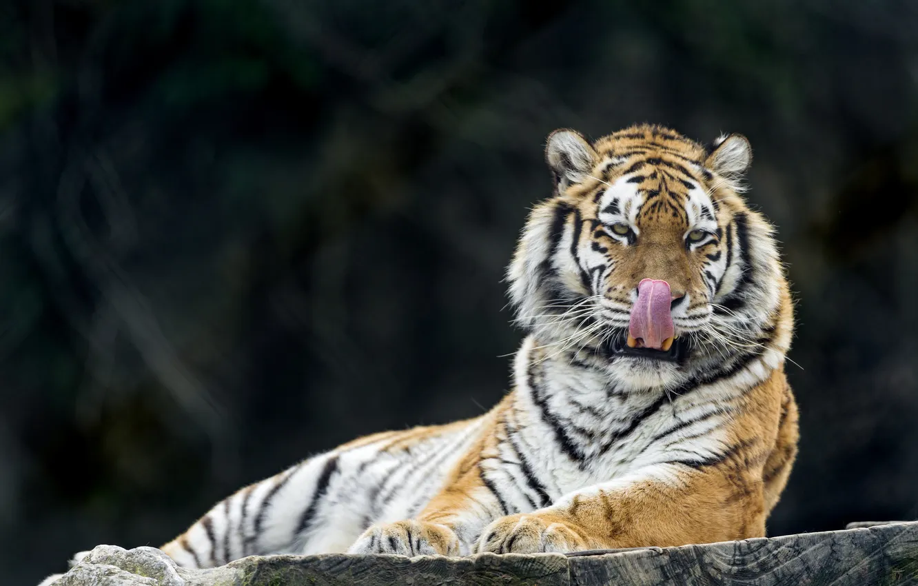 Фото обои язык, кошка, тигр, амурский, ©Tambako The Jaguar
