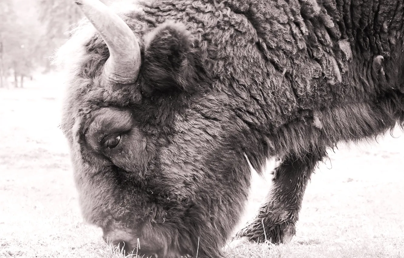 Фото обои field, nature, animal, wild, outdoors, bison, black and white 1920x1080px (1080P) free download