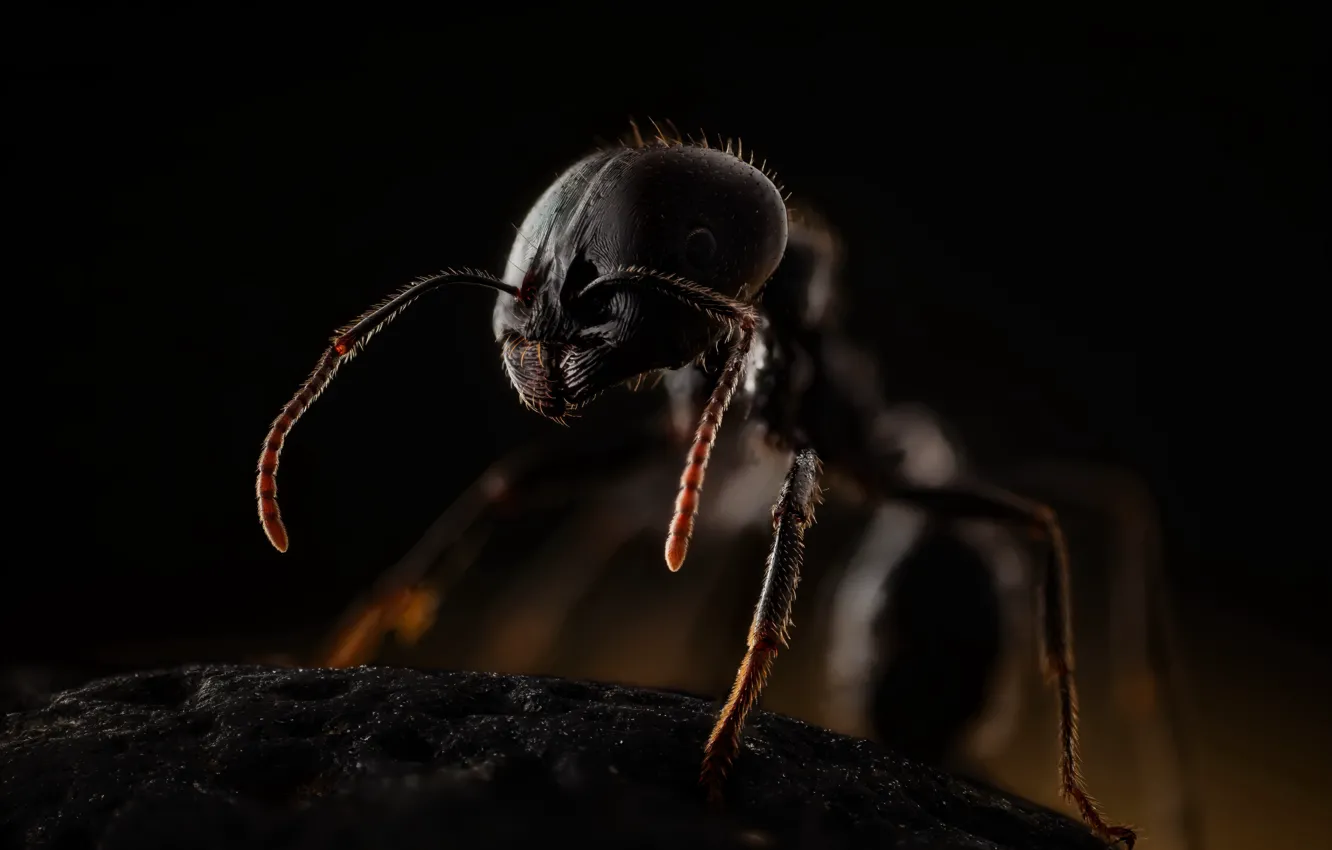 Фото обои insects, ants, messor, himenoptera