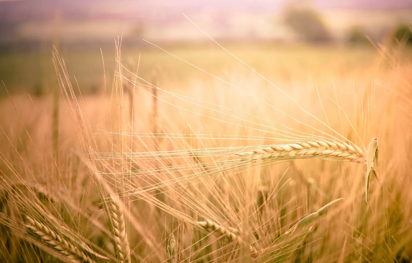 Фото обои пшеница, поле, макро, природа, фон, widescreen, обои, рожь