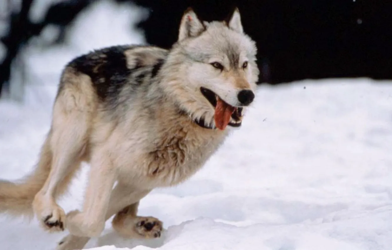 Фото обои nature, predator, animal, wolf, wildlife, portrait, portrait., Canis lupus. face