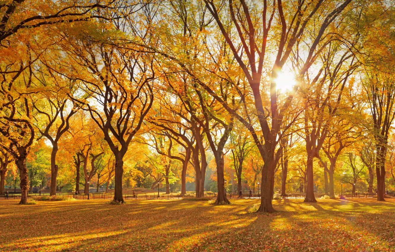 Фото обои осень, Нью-Йорк, США, Центральный парк
