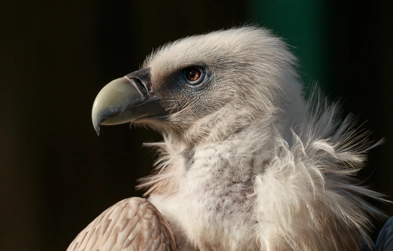 Фото обои птица, орел, клюв, bird, гриф, eagle, neck, beak