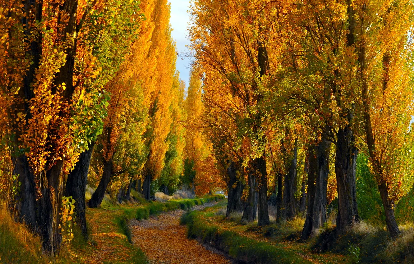 Фото обои осень, пейзаж, природа