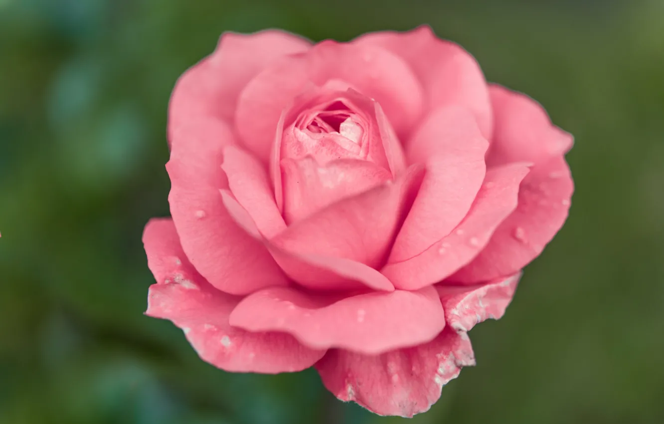 Фото обои фон, розовая, роза, лепестки, бутон