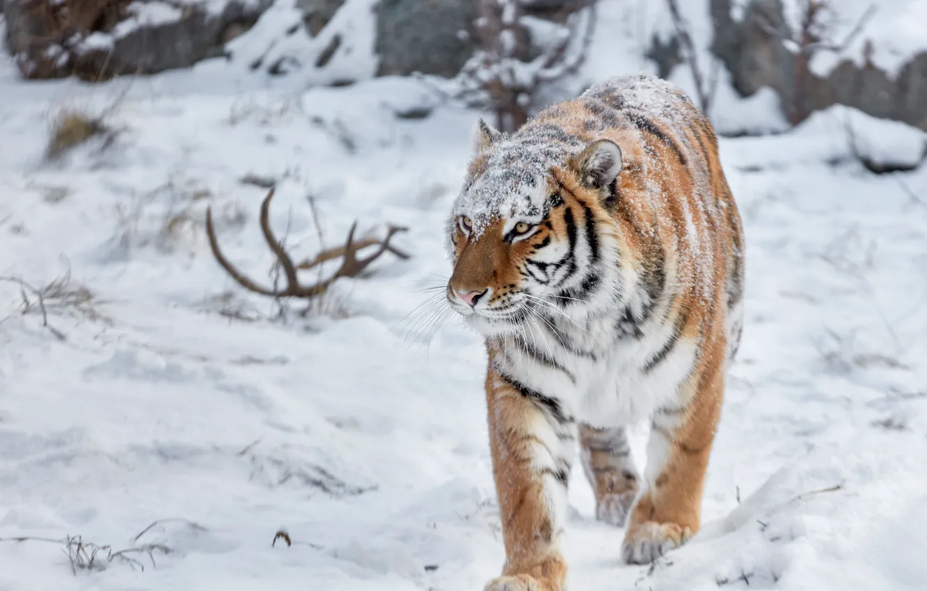 Фото обои зима, взгляд, морда, снег, тигр, сугробы, рога, прогулка